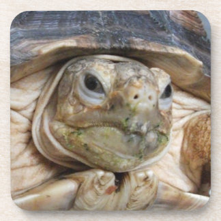 Sulcata Tortoise Face Nah-up Beverage Getränkeuntersetzer
