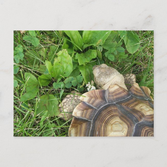 Sulcata Tortoise isst Klee und Plantain Postkarte (Vorderseite)