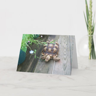Sulcata Tortoise Lounges auf dem Balkon Eating Blu Karte