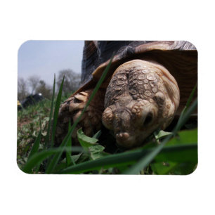 Sulcata Tortoise Nah-up Grazing im Gras Magnet