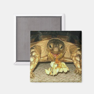 Sulcata Tortoise, Squash Seeds, die aus dem Mund Magnet