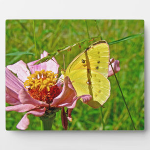 Sulfur Butterfly Fotoplatte