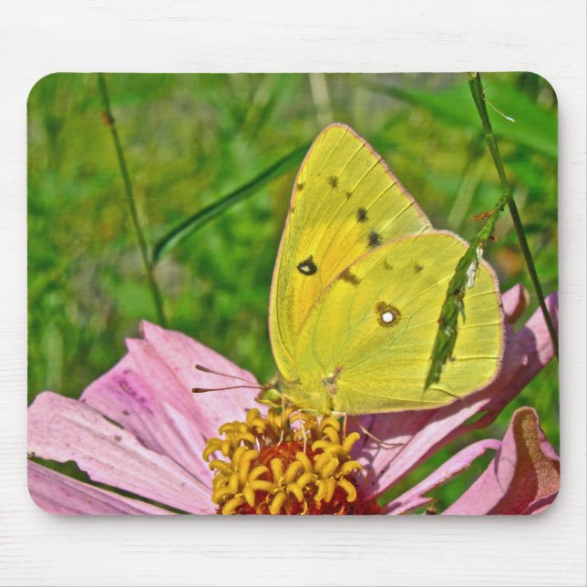 Sulfur Butterfly Mousepad (Vorne)