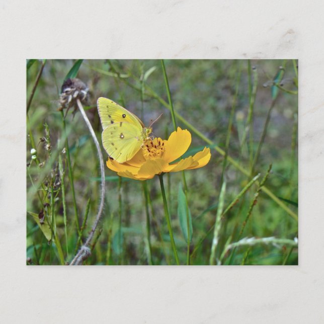 Sulfur Butterfly Postkarte (Vorderseite)