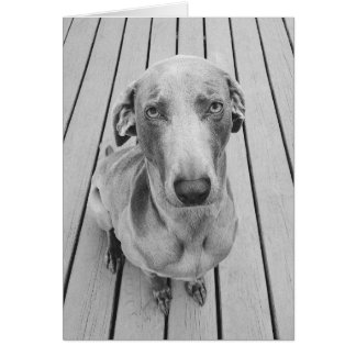 Sullen Weimaraner B&W