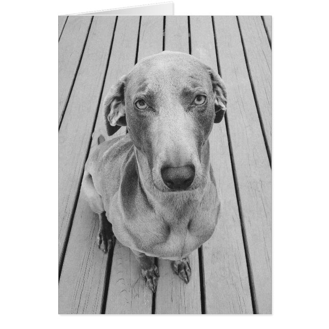 Sullen Weimaraner B&W (Devant)