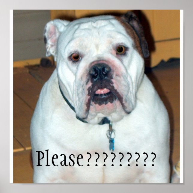 "Sullivan", der englische Bulldog/Poster Poster (Vorne)