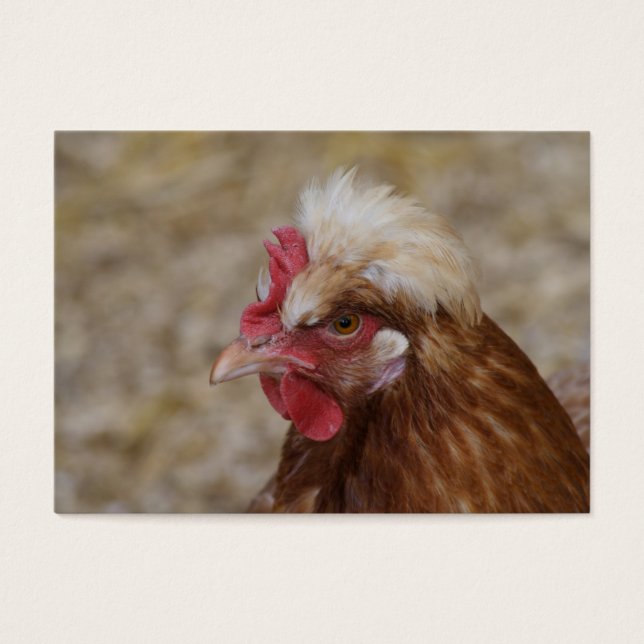 Sulmtaler Hen (Vorderseite)