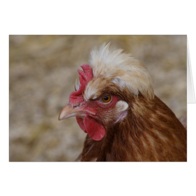 Sulmtaler Hen (Vorderseite (Horizontal))