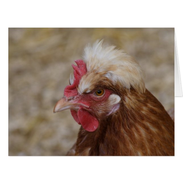 Sulmtaler Hen (Vorderseite (Horizontal))