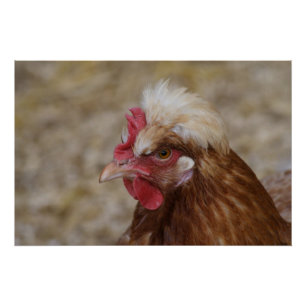 Sulmtaler Hen Poster