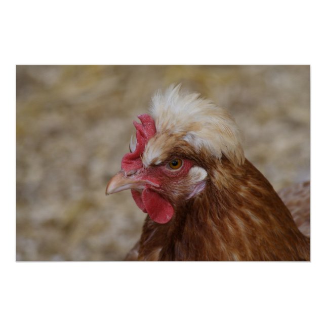 Sulmtaler Hen Poster (Vorderseite)