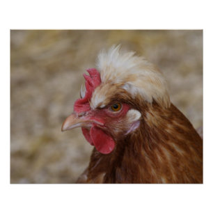 Sulmtaler Hen Poster