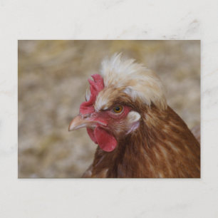 Sulmtaler Hen Postkarte
