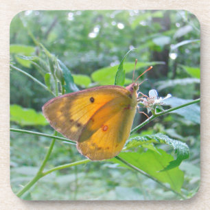 Sulpher Butterfly Getränkeuntersetzer