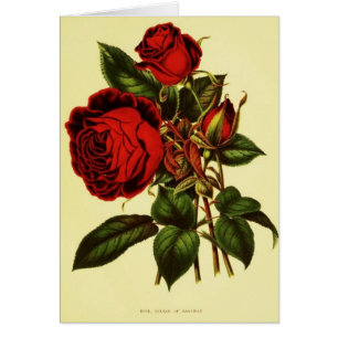 Sultan von Sansibar-Rose