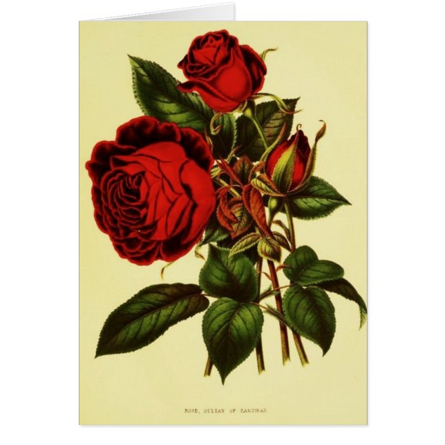 Sultan von Sansibar-Rose (Vorne)