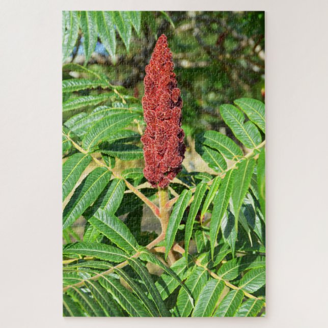 Sumac-Baum in Frankreich (Vertikal)
