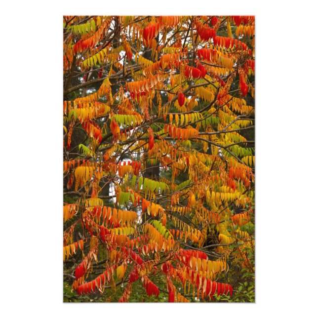 Sumac-Baum in Herbstfarbe in Weißfisch, Fotodruck (Vorne)