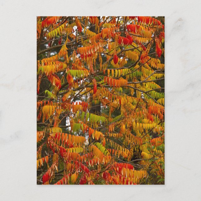 Sumac-Baum in Herbstfarbe in Weißfisch, Postkarte (Vorderseite)