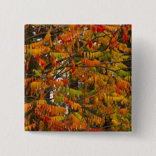 Sumac-Baum in Herbstfarbe in Whitefish, Button