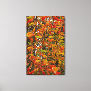 Sumac-Baum in Herbstfarbe in Whitefish, Leinwanddruck
