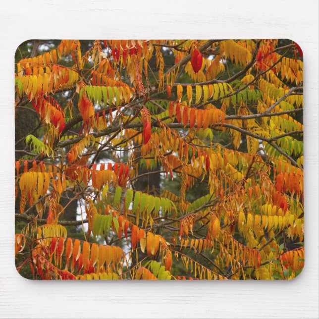 Sumac-Baum in Herbstfarbe in Whitefish, Mousepad (Vorne)
