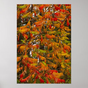 Sumac-Baum in Herbstfarbe in Whitefish, Poster