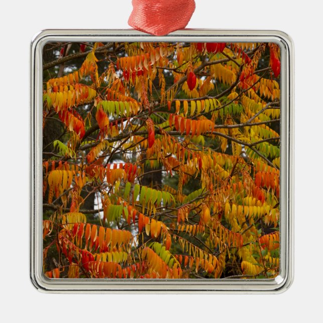 Sumac-Baum in Herbstfarbe in Whitefish, Silbernes Ornament (Vorne)