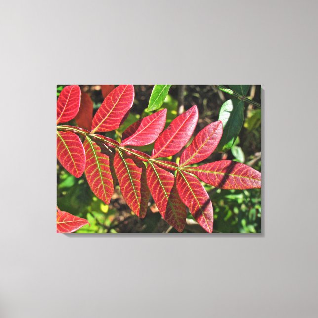 sumac-Blätter im Herbst Leinwanddruck (Vorderseite)