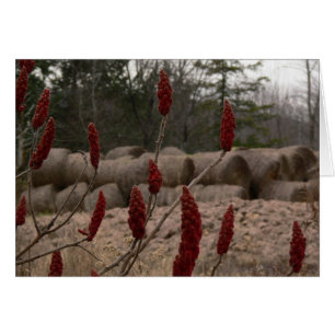 Sumac und Heu