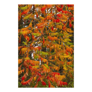 Sumachbaum in Herbstfarbe in Whitefish, Fotodruck