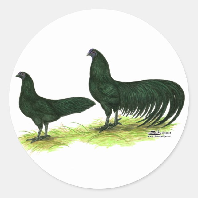 Sumatra Black Chickens Runder Aufkleber (Vorderseite)