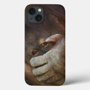 Sumatra-Orang-Utan, Pongo pygmaeus title_seo2