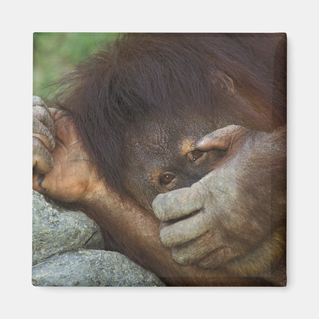 Sumatra-Orang-Utan, Pongo pygmaeus Magnet (Vorne)
