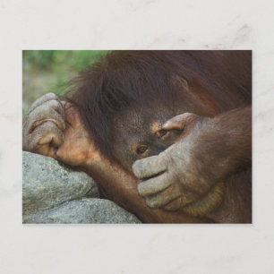Sumatra-Orang-Utan, Pongo pygmaeus Postkarte