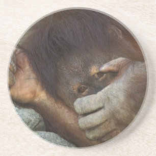 Sumatra-Orang-Utan, Pongo pygmaeus Sandstein Untersetzer
