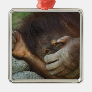 Sumatra-Orang-Utan, Pongo pygmaeus Silbernes Ornament