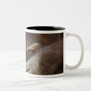 Sumatra-Orang-Utan, Pongo pygmaeus Zweifarbige Tasse
