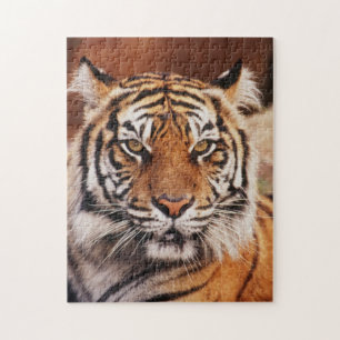 Sumatra-Tiger