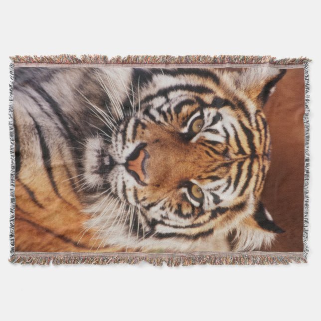 Sumatra-Tiger Decke (Vorderseite)