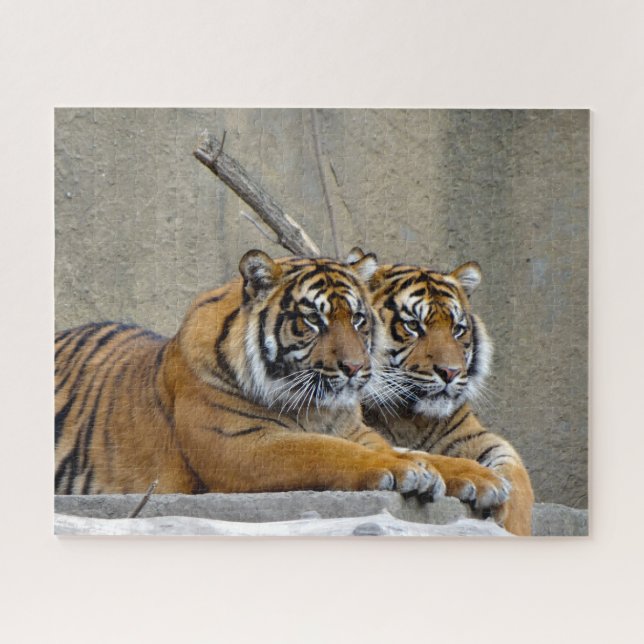 Sumatra-Tiger. Große Katzen. (Horizontal)