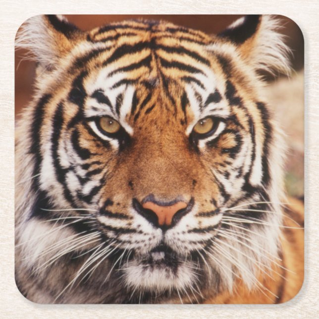 Sumatra-Tiger Rechteckiger Pappuntersetzer (Vorderseite)