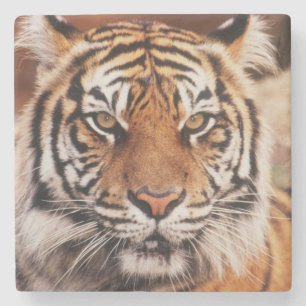 Sumatra-Tiger Steinuntersetzer