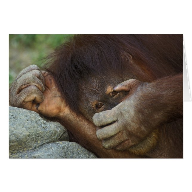 Sumatran Orangutan Pongo pygmaeus (Vorderseite (Horizontal))