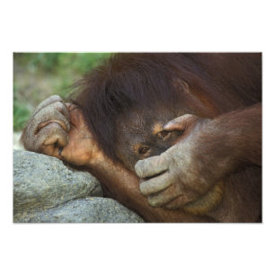 Sumatran Orangutan Pongo pygmaeus Fotodruck
