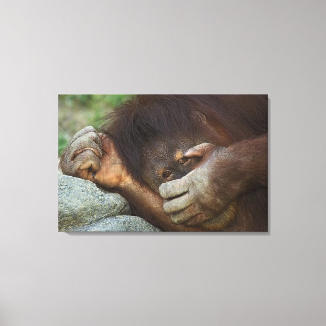 Sumatran Orangutan Pongo pygmaeus Leinwanddruck (Vorderseite)