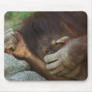 Sumatran Orangutan Pongo pygmaeus Mousepad