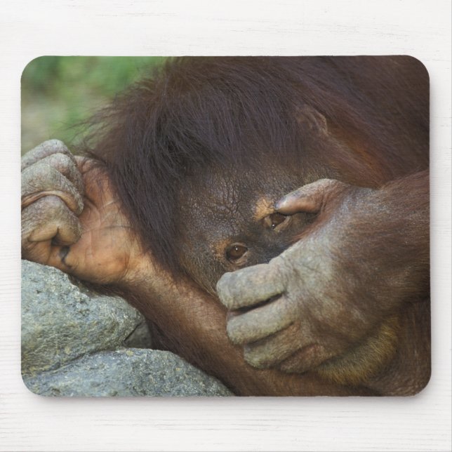 Sumatran Orangutan Pongo pygmaeus Mousepad (Vorne)