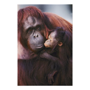 Sumatran-Orangutan-Weibchen mit Baby, Pongo Fotodruck